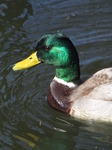 SX12793 Closeup of male duck.jpg
